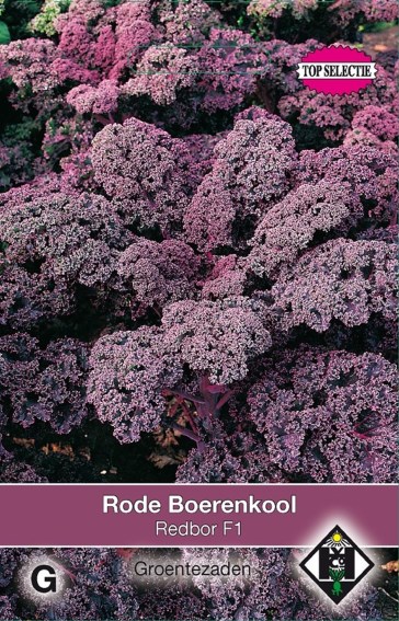 Boerenkool Redbor F1 (Brassica) 30 zaden